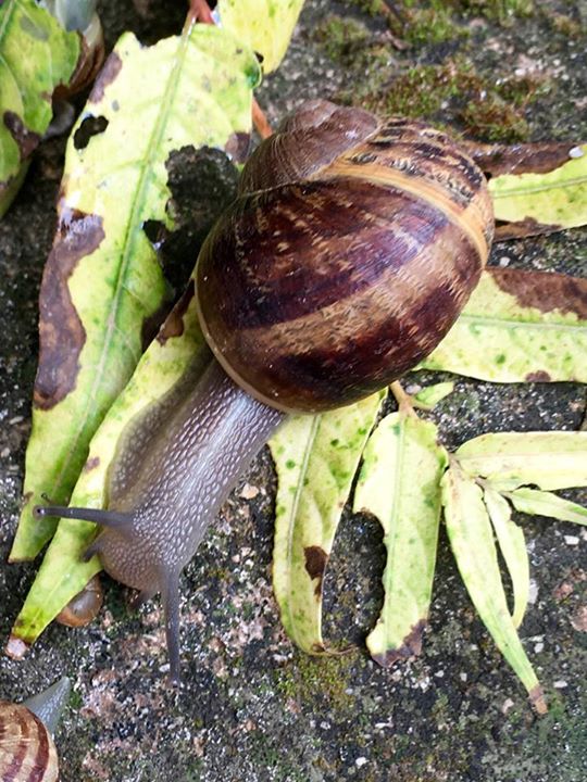 צפרות ברעות by reem - Illustrated by ילדי העשרה הם : ליאם ראם עומר רון שון ויצחק - Ourboox.com