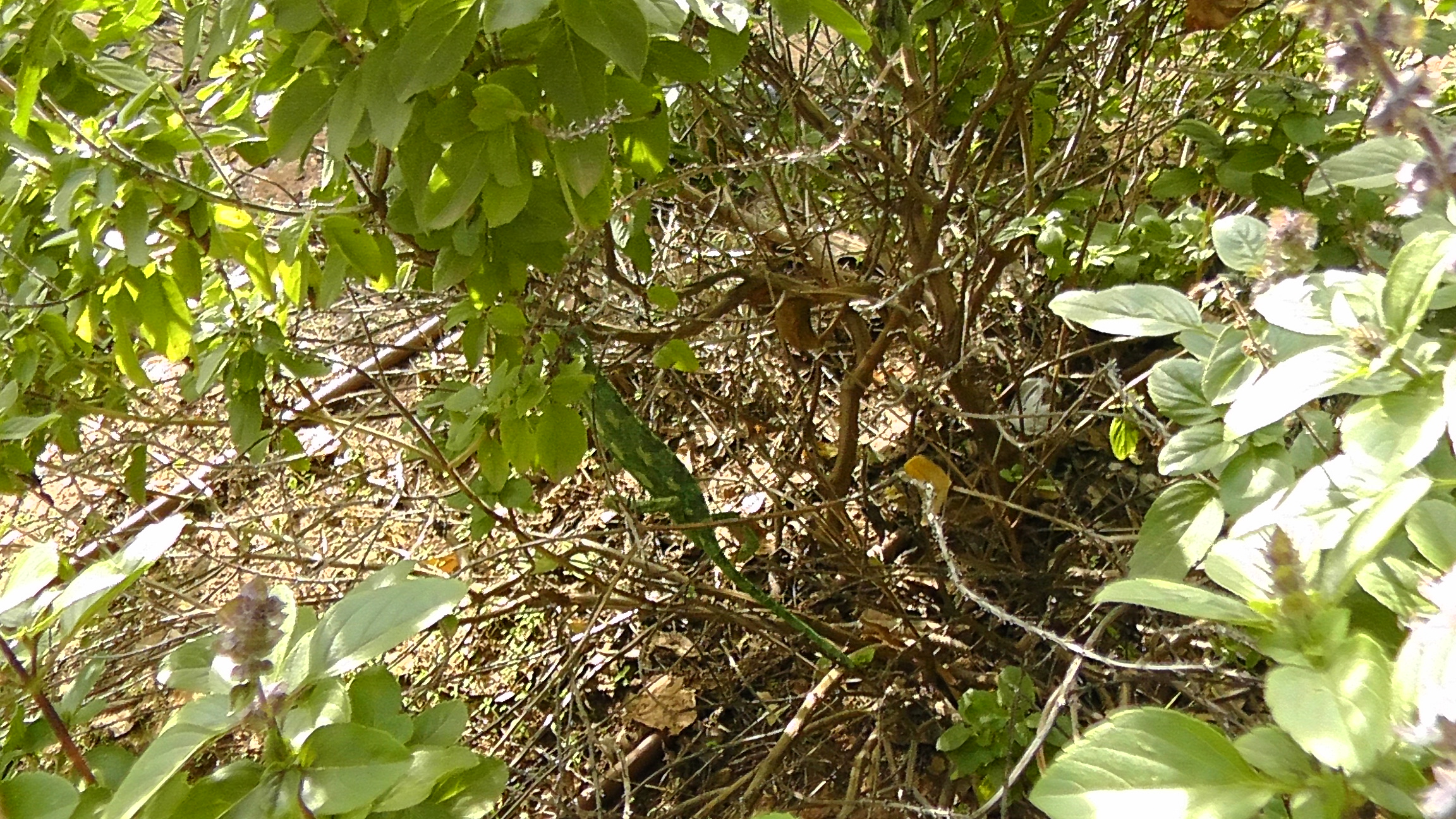 צפרות ברעות by reem - Illustrated by ילדי העשרה הם : ליאם ראם עומר רון שון ויצחק - Ourboox.com