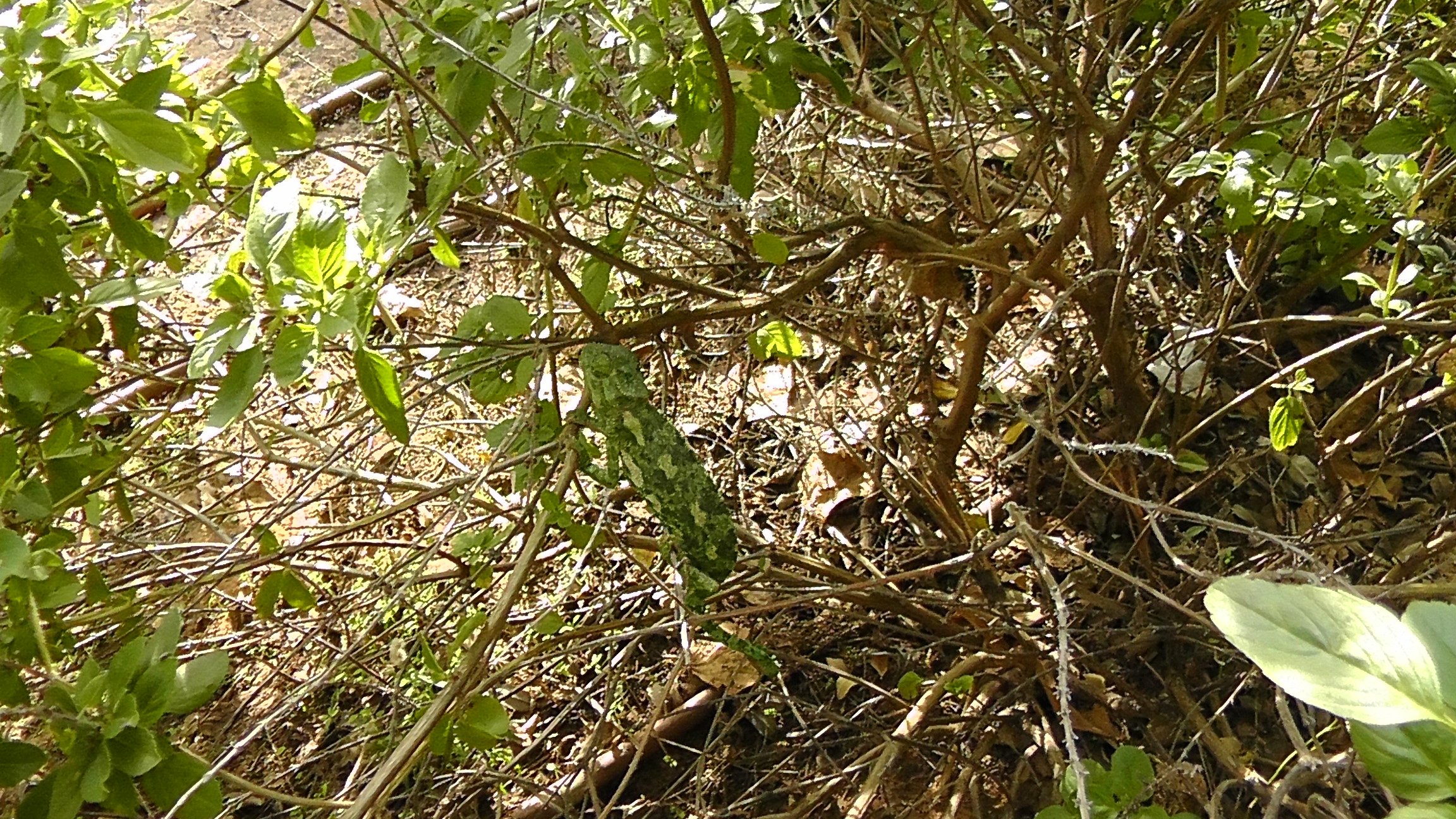 צפרות ברעות by reem - Illustrated by ילדי העשרה הם : ליאם ראם עומר רון שון ויצחק - Ourboox.com