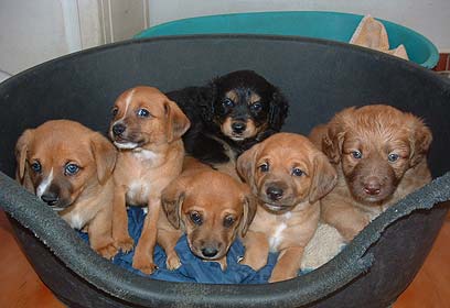 כלבים by orly - Ourboox.com