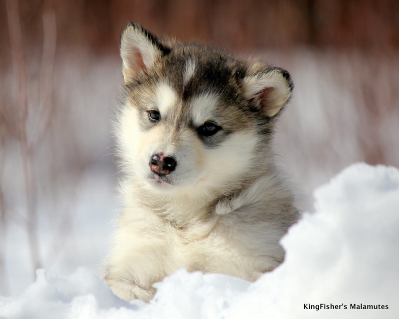 פנג הלבן by amit sivan - Illustrated by עמית סיון - Ourboox.com