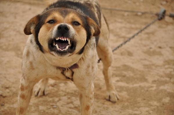 כלבים by shir harif - Illustrated by שיר חריף - Ourboox.com