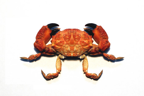 עד הבת מצווה זה יעבור- יומן קריאה by Evelin Kontorer - Illustrated by אוולין קונטורר - Ourboox.com