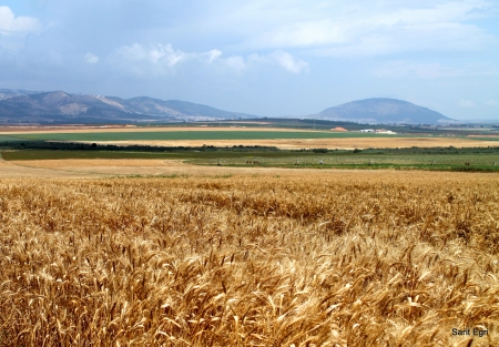 אחוות אחים by talya - Ourboox.com