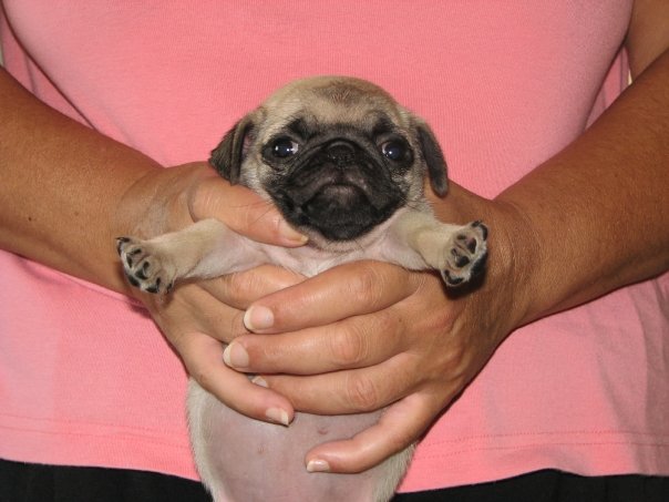 האחות הקטנה וחלום חייה by tal hajaj - Illustrated by טל חג