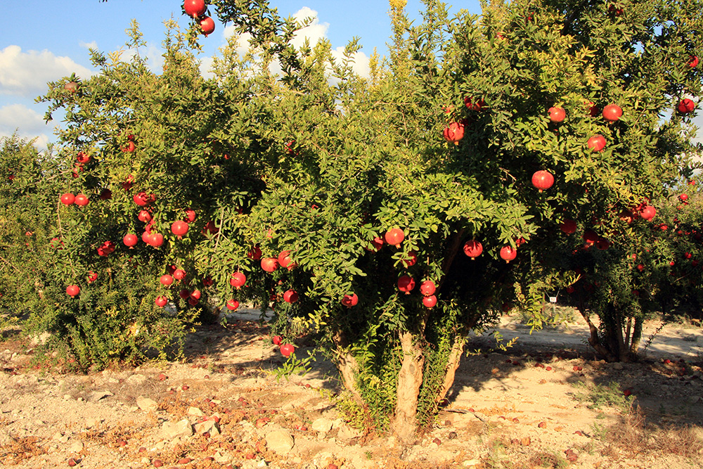 אחוות אחים by talya - Ourboox.com
