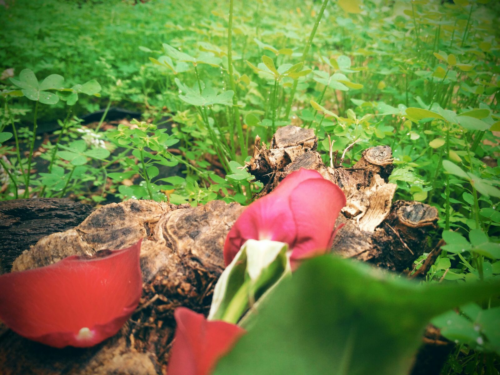 Five life changing stories by mmll - Illustrated by Our book is written by four great writers:  Mai Losch, Maayan Fleischmann, Linoy Pnini, Leeann Lankry & Omri Baranes.  It contains four short sotries about our lives, achievements and goals. - Ourboox.com