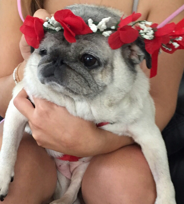 האחות הקטנה וחלום חייה by tal hajaj - Illustrated by טל חג