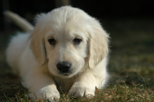 הכלב, חברו הטוב של האדם by michal - Illustrated by מיכל עידן - Ourboox.com