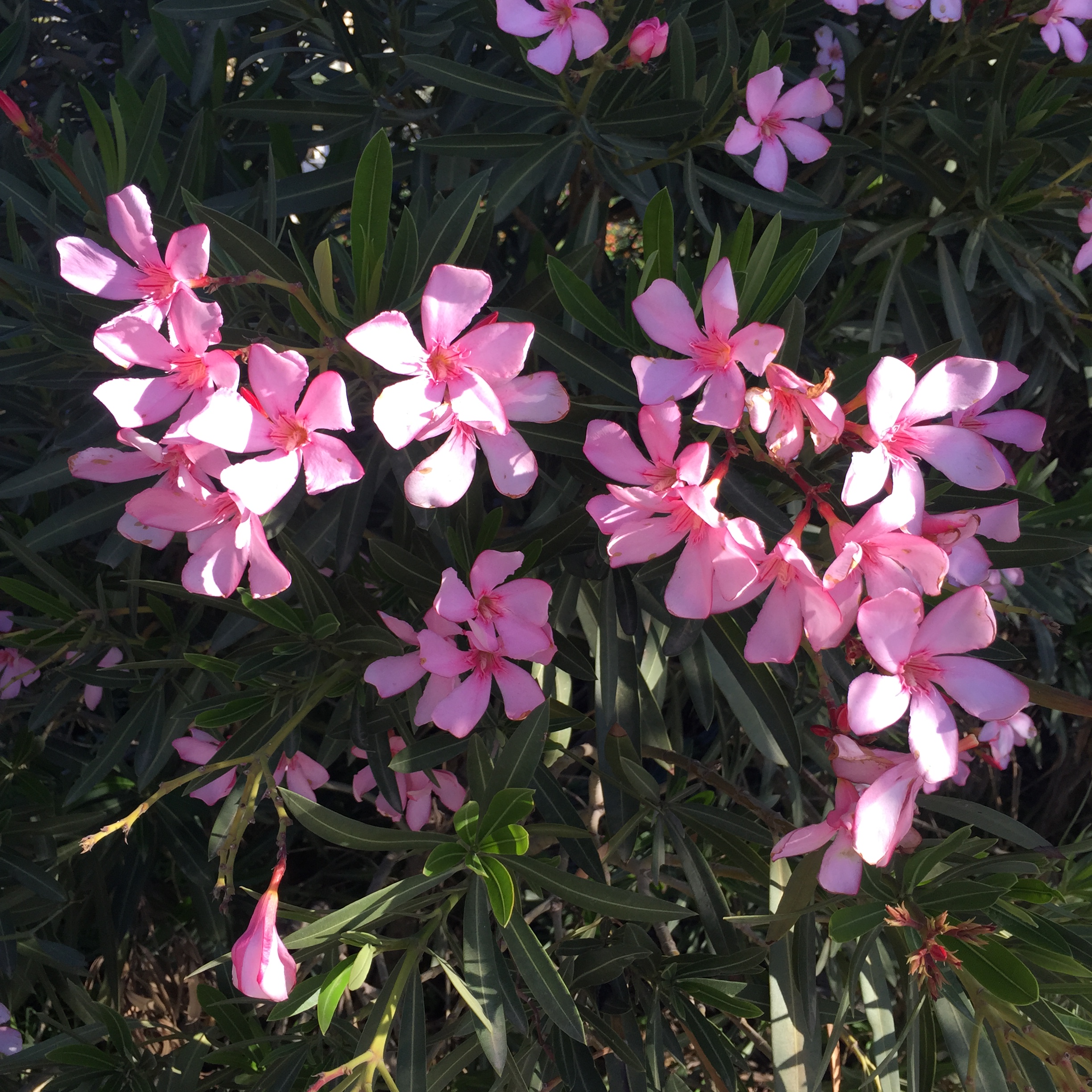 North Tel Aviv, Friday morning in December by Mel Rosenberg - מל רוזנברג - Ourboox.com