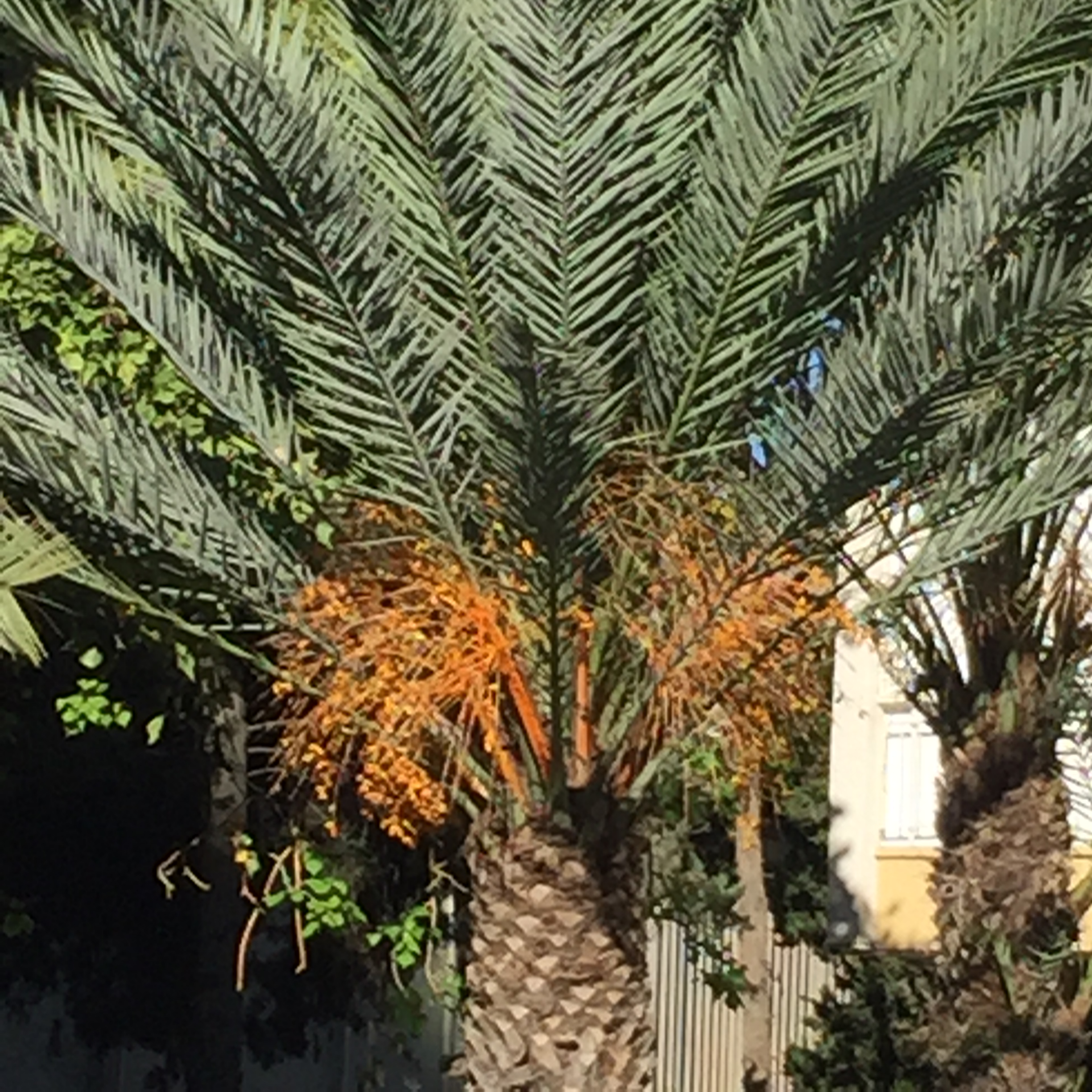 North Tel Aviv, Friday morning in December by Mel Rosenberg - מל רוזנברג - Ourboox.com