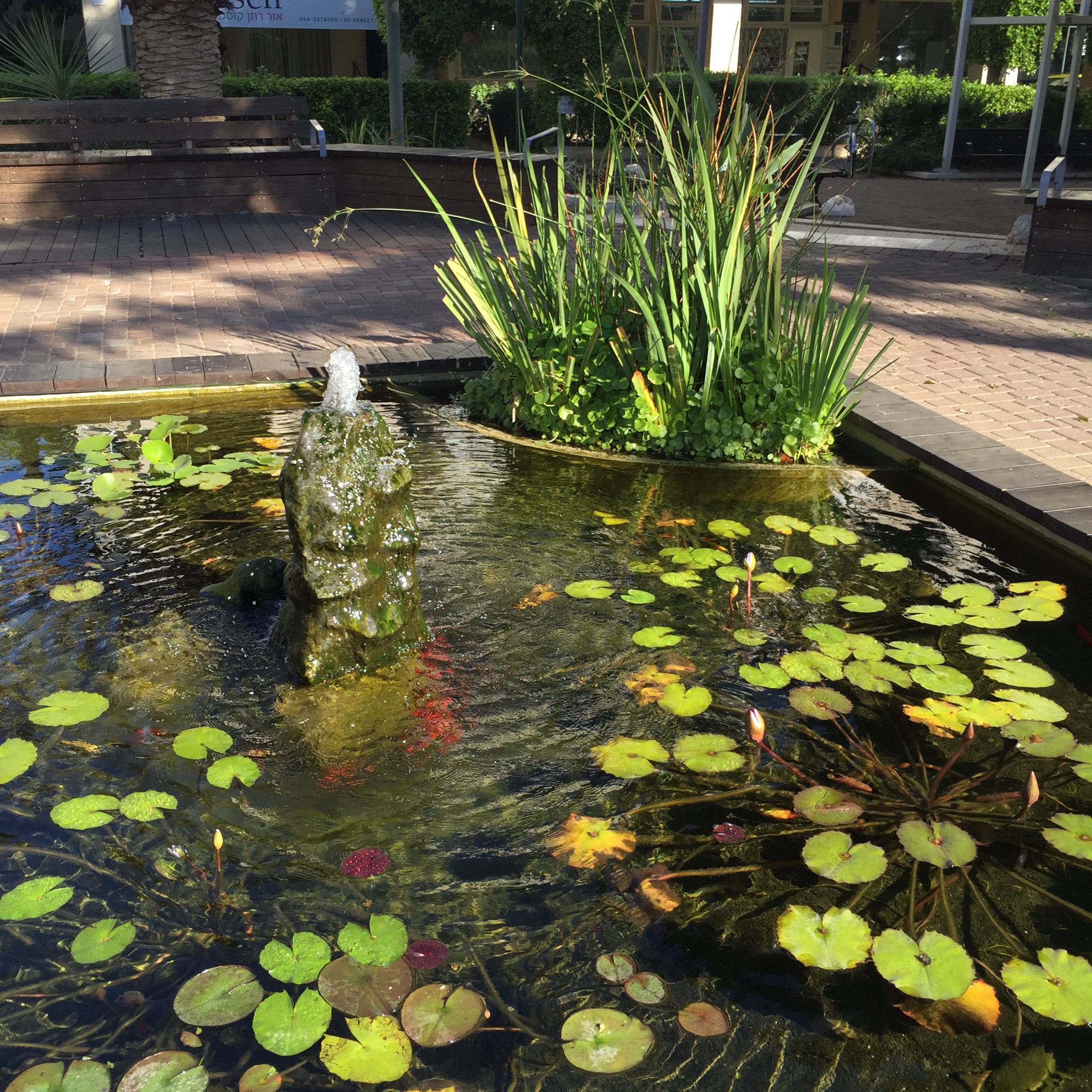 North Tel Aviv, Friday morning in December by Mel Rosenberg - מל רוזנברג - Ourboox.com