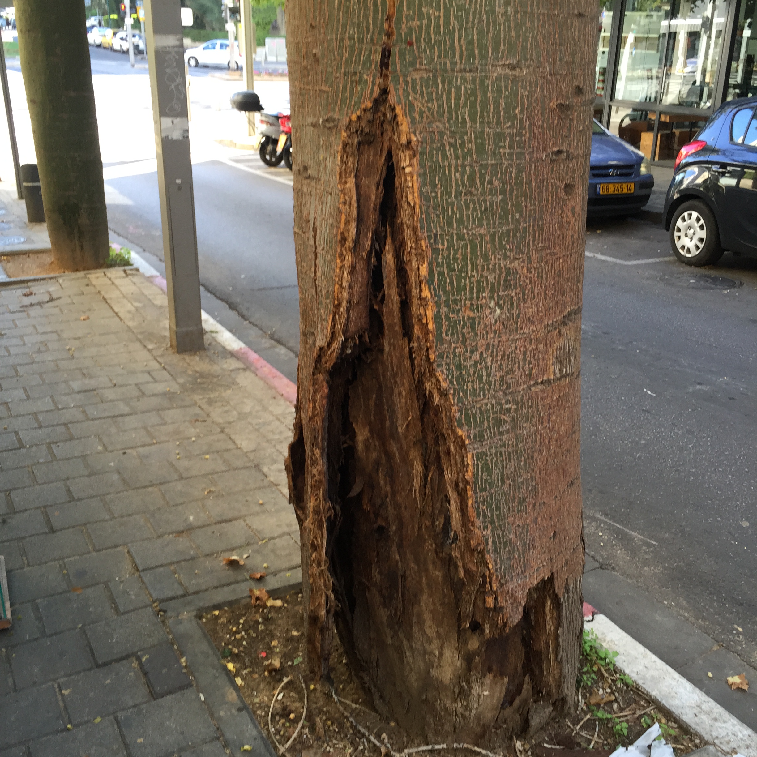 North Tel Aviv, Friday morning in December by Mel Rosenberg - מל רוזנברג - Ourboox.com