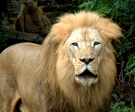 דנה בגן החיות by sarithazan - Illustrated by שרית חזן  - Ourboox.com