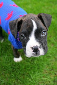 חברו הטוב ביותר של האדם.. by yamit shapurker - Illustrated by ימית שפורקר - Ourboox.com