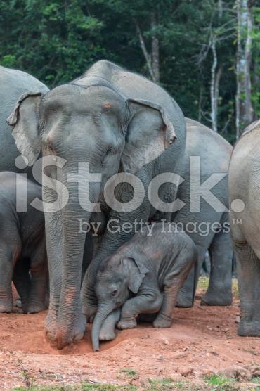 הגן החיות של דנה by dorit volchek - Ourboox.com