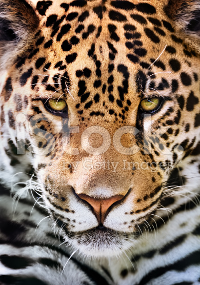 הגן החיות של דנה by dorit volchek - Ourboox.com