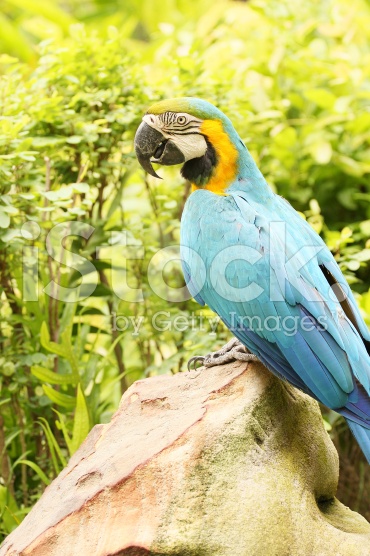 הגן החיות של דנה by dorit volchek - Ourboox.com