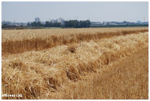 אחוות אחים by ofek doron - Illustrated by אופק דורון - Ourboox.com