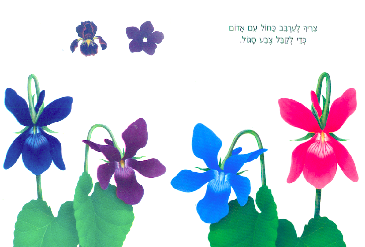 צבעי היסוד by chen gil - Illustrated by אור וחן - Ourboox.com