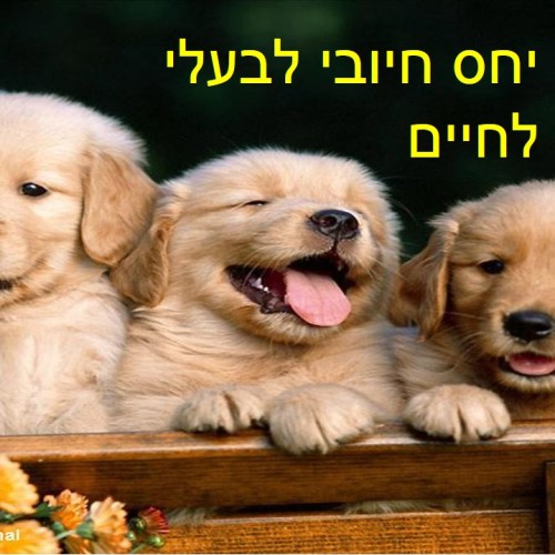 יחס חיובי לבעלי חיים by maggie - Illustrated by יחס חיובי לבעלי חיים - Ourboox.com