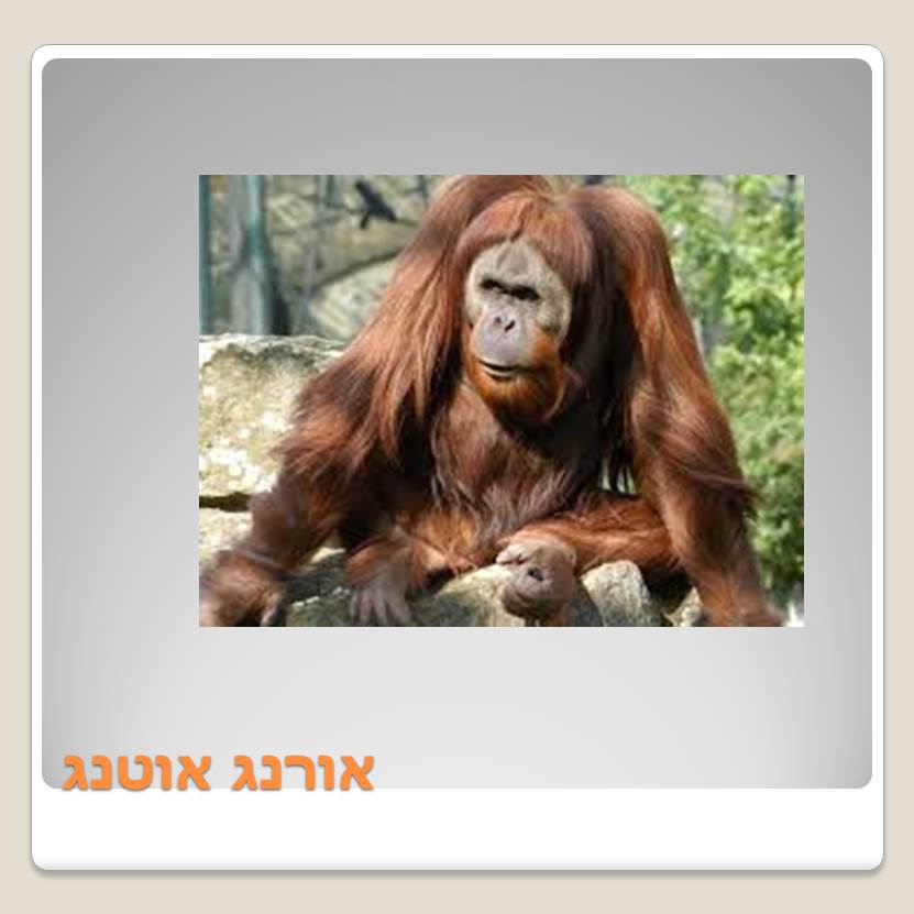 Visit A ZOO by Lehava Or Yehuda - Ourboox.com