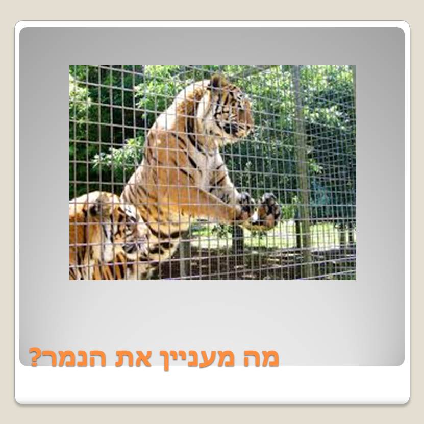 Visit A ZOO by Lehava Or Yehuda - Ourboox.com