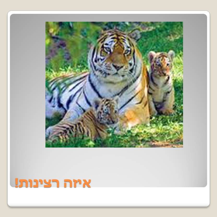 Visit A ZOO by Lehava Or Yehuda - Ourboox.com