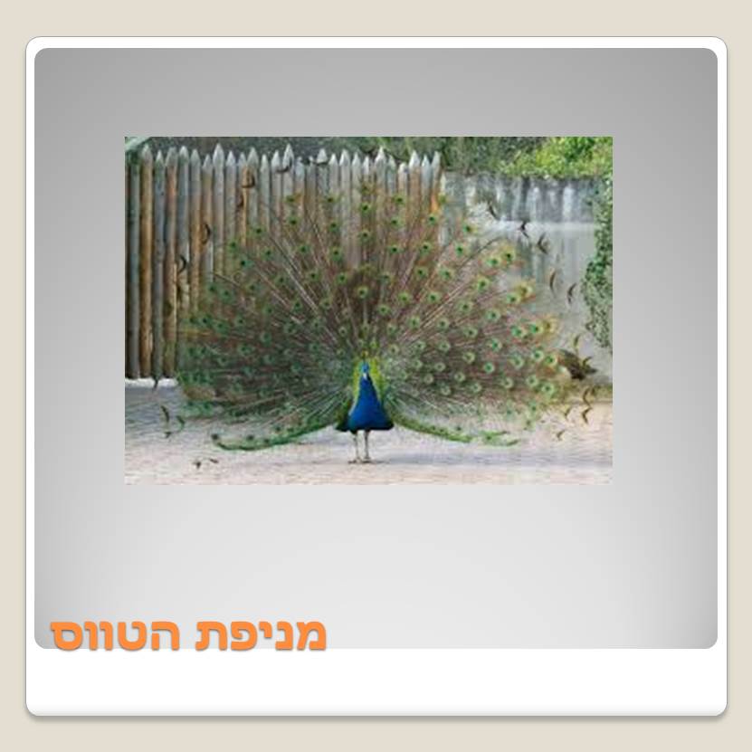 Visit A ZOO by Lehava Or Yehuda - Ourboox.com