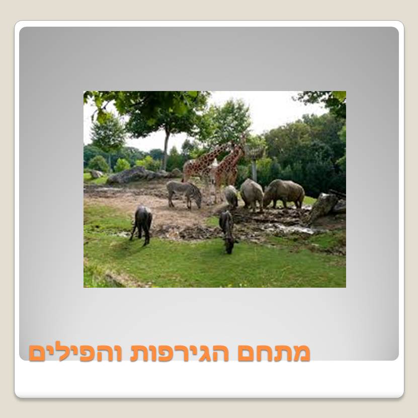 Visit A ZOO by Lehava Or Yehuda - Ourboox.com