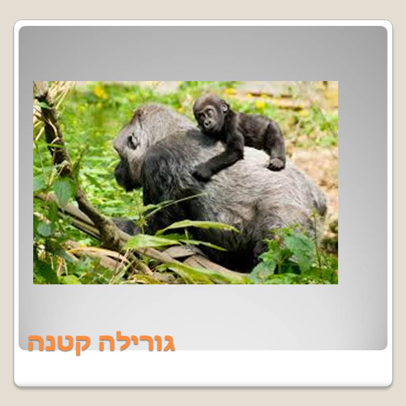 Visit A ZOO by Lehava Or Yehuda - Ourboox.com