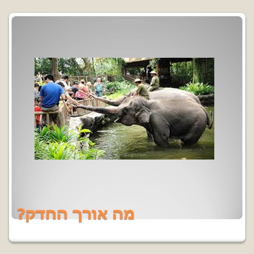 Visit A ZOO by Lehava Or Yehuda - Ourboox.com
