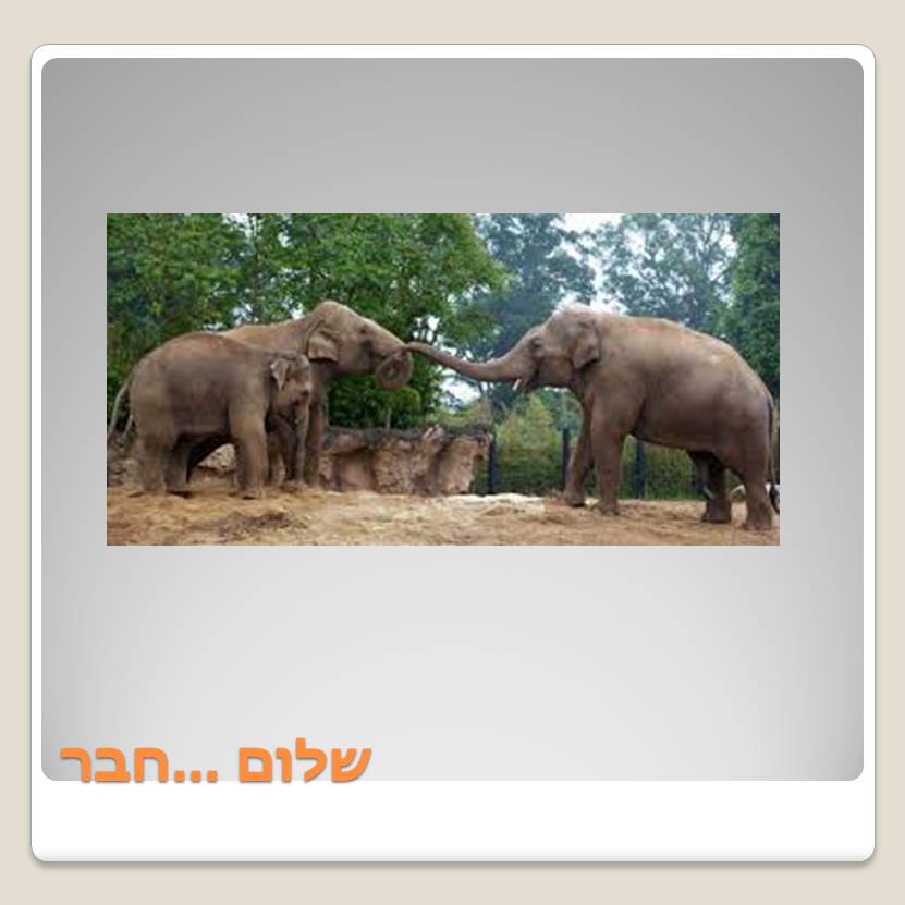 Visit A ZOO by Lehava Or Yehuda - Ourboox.com