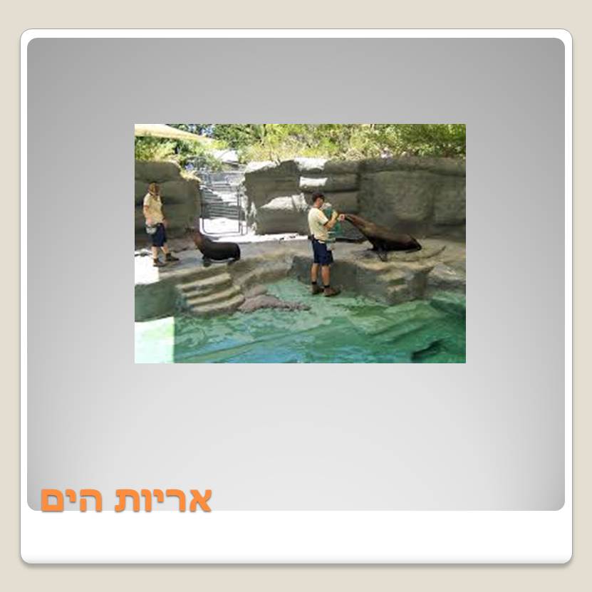 Visit A ZOO by Lehava Or Yehuda - Ourboox.com