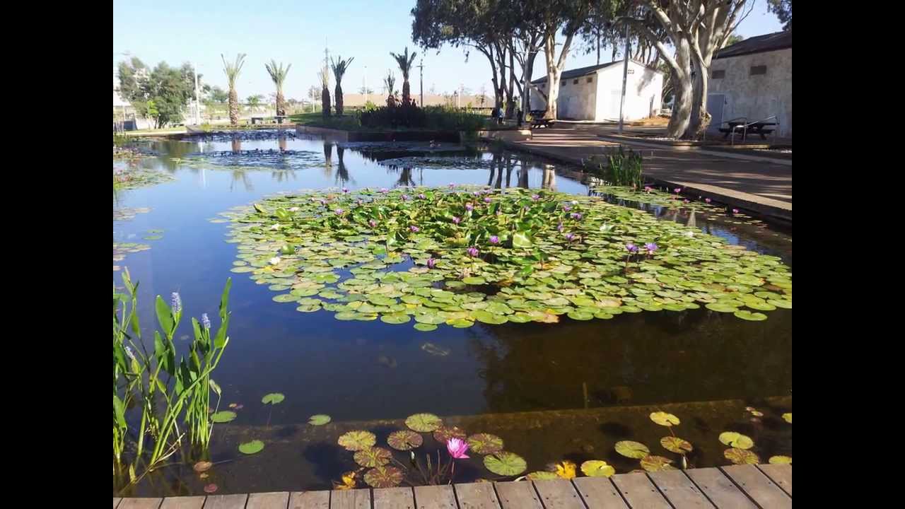 ראשון לציון העיר שלי מגיש ירין by beeri - Illustrated by הכין ירין ד