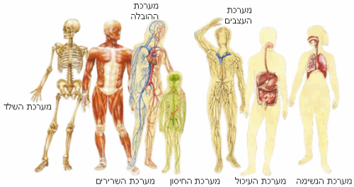 מערכות גוף האדם by einat bitton - Ourboox.com