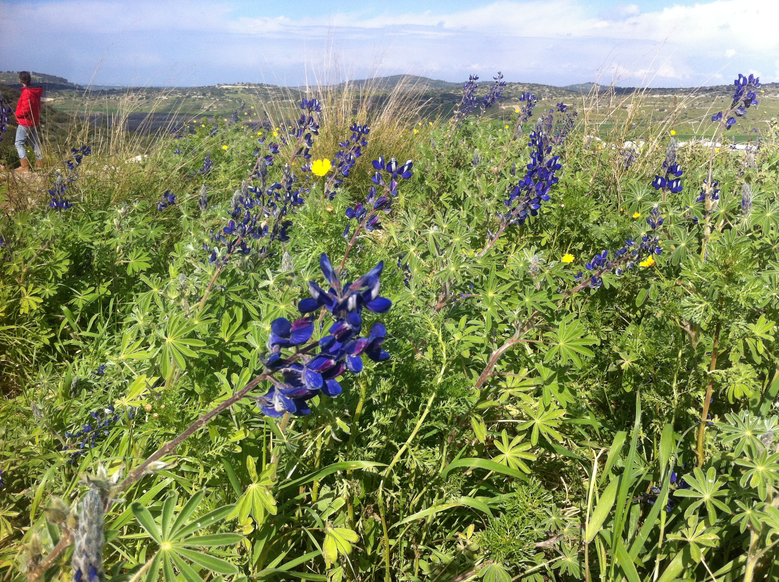 עולם בצבעים by tamar avni - Ourboox.com