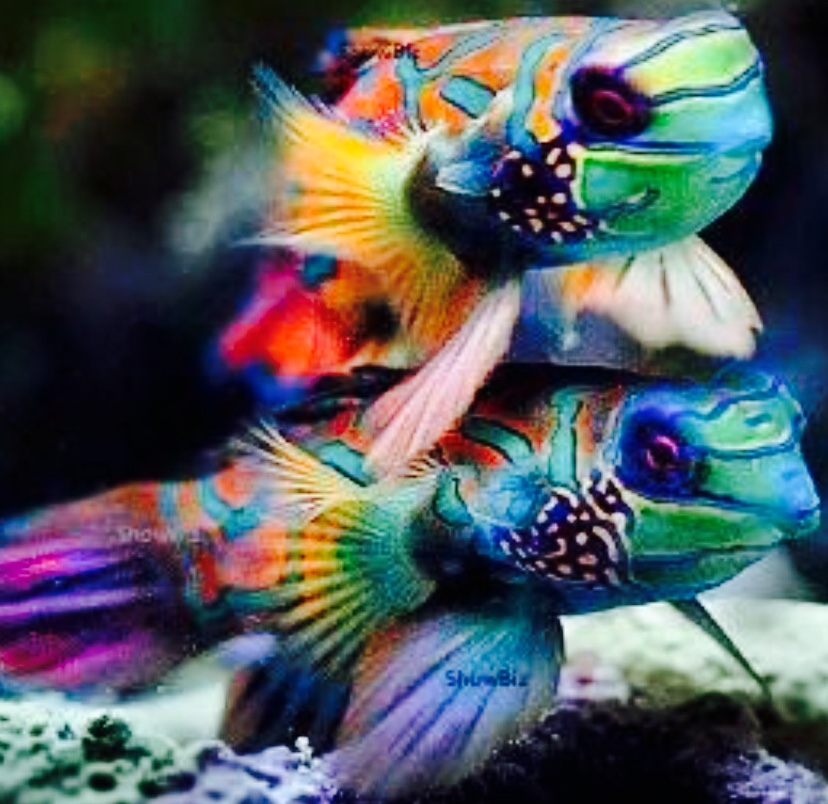 One by stella ormai - Ourboox.com