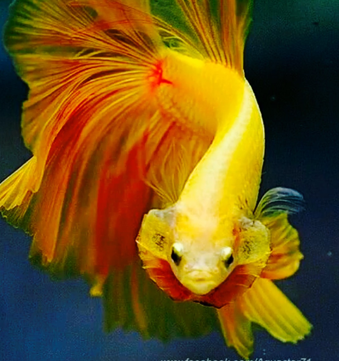 One by stella ormai - Ourboox.com