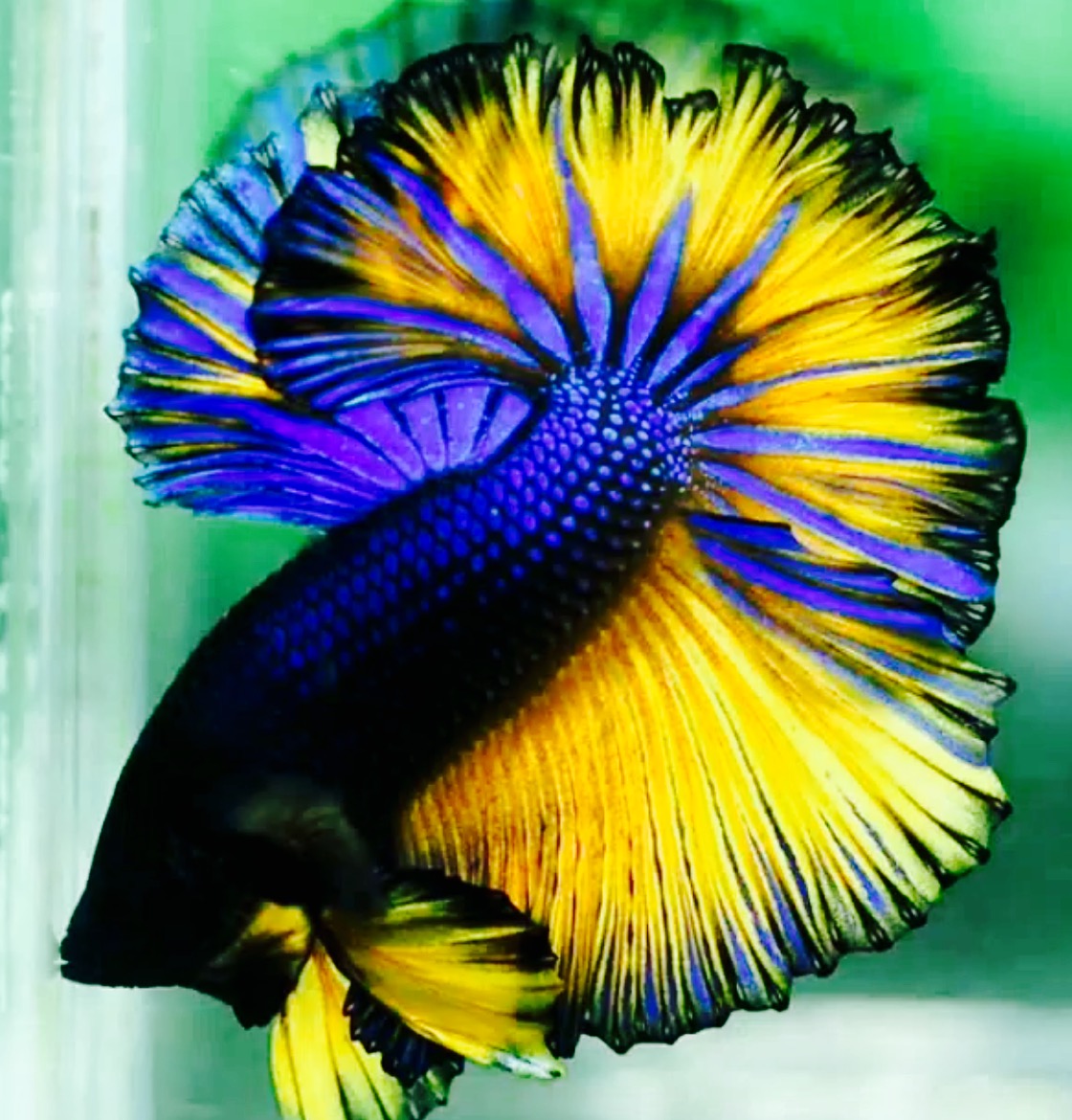 One by stella ormai - Ourboox.com