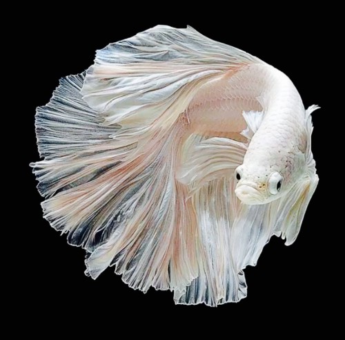 One by stella ormai - Ourboox.com