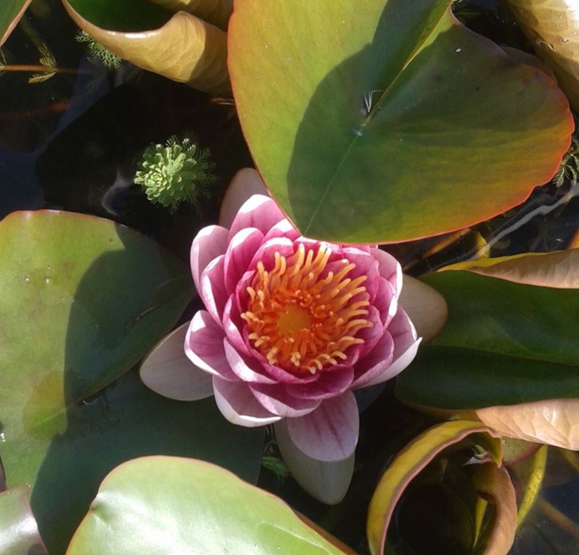 One by stella ormai - Ourboox.com