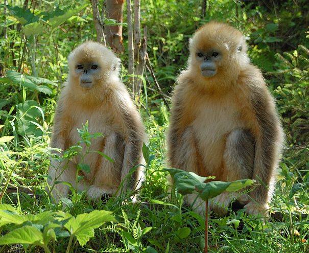 סביבות מחייה של בעלי החיים by קרן שפסה - Ourboox.com