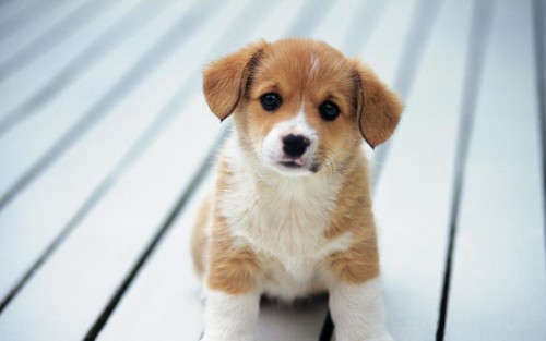 הגורים של החיים by shizaf - Ourboox.com