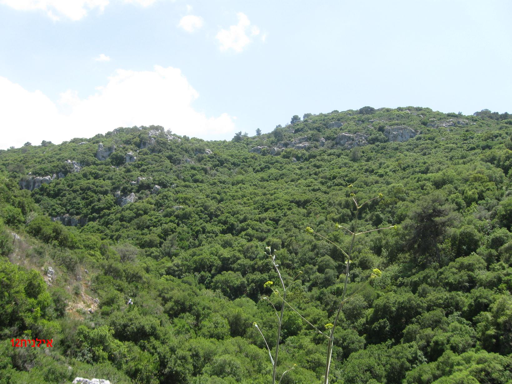 הכרמל by tomer friedler - Ourboox.com