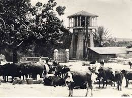 מגדל המים של ראשון לציון יובל ואשל ד1 by beeri - Ourboox.com