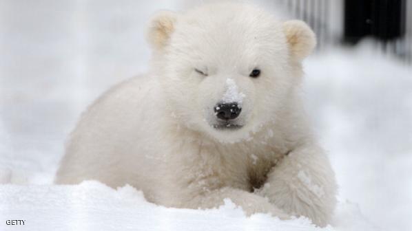 الدب الابيض by jawadmolla - Ourboox.com