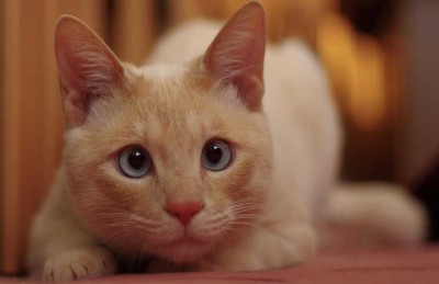 القطه الجميله by asel mner atallh - Ourboox.com