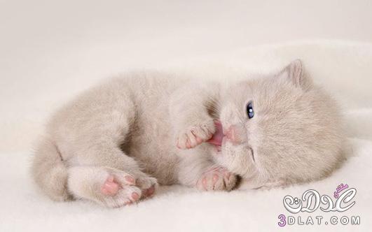 القطه الجميله by asel mner atallh - Ourboox.com