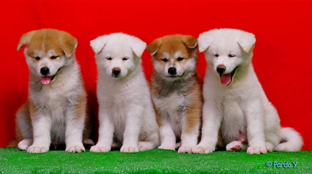 הגורים של החיים by shizaf - Ourboox.com